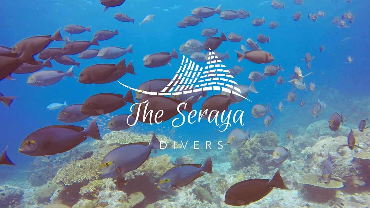 The Serara Divers in Komodo The Serara Divers in Komodo